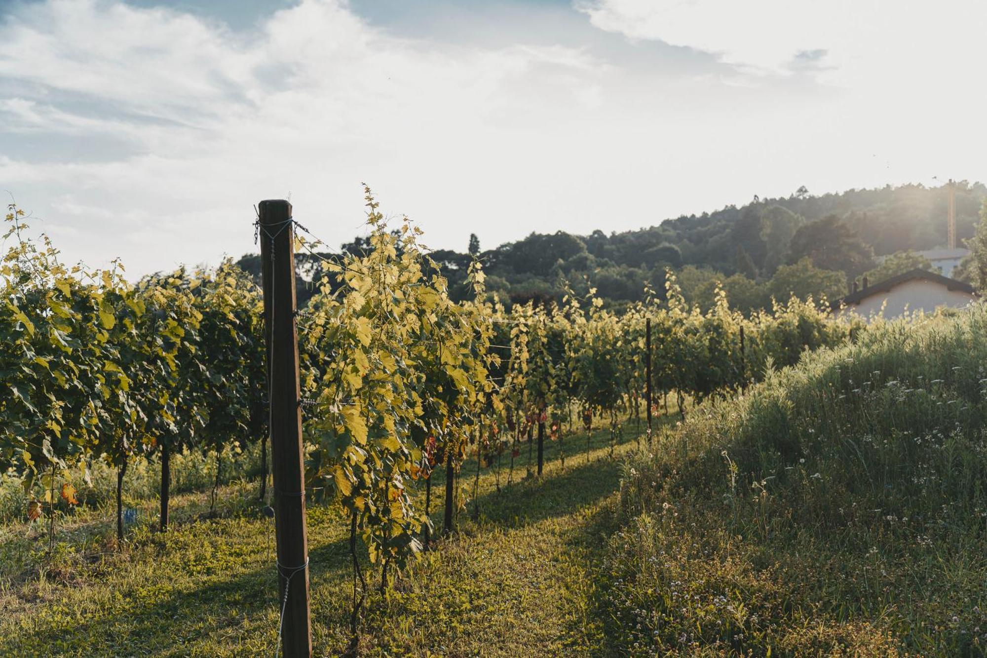 Tenuta Ronco Regio San Fermo della Battaglia 외부 사진